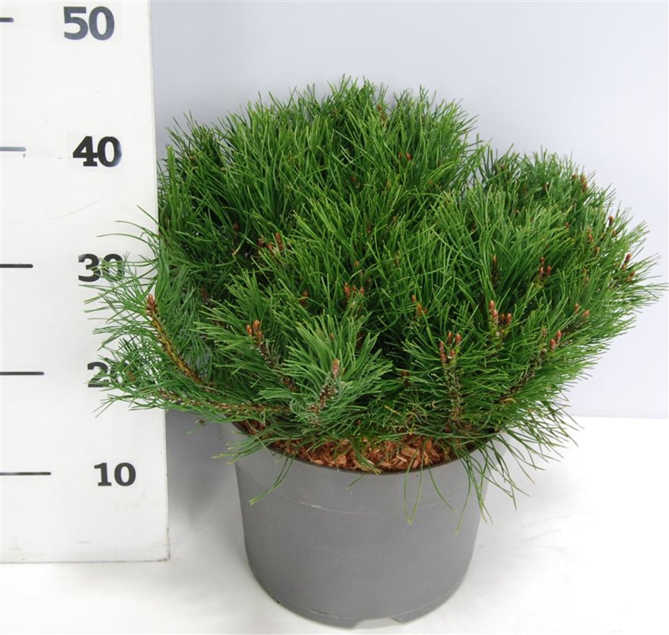 Pinus mugo pumilio - C7.5 40-50 CM